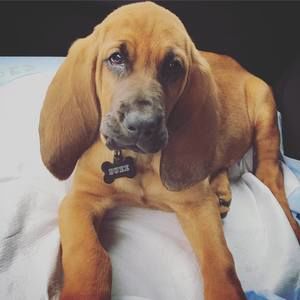 Meet your Posher, Victoriaanddustin